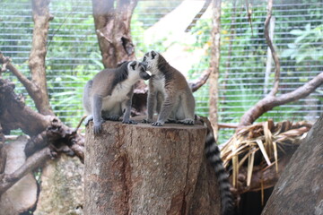 Beso de lemurs