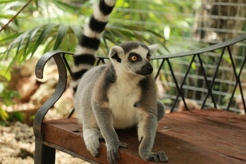 Lemur yellow eyes