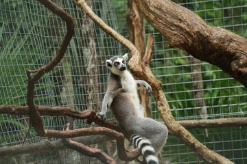 Lemur en pose