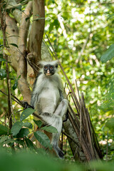 Endemic Red Colobus monkey (Piliocolobus), Jozani Forest, Jozani Chwaka Bay National Park, Island of Zanzibar, Tanzania, East Africa, Africa - 714573168