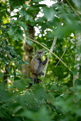 Endemic Red Colobus monkey (Piliocolobus), Jozani Forest, Jozani Chwaka Bay National Park, Island of Zanzibar, Tanzania, East Africa, Africa - 714573995