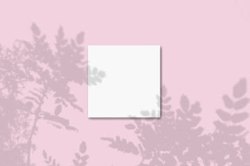 Natural light casts shadows from the plant one square sheets of white textured paper lying on an pink textured background. Mockup