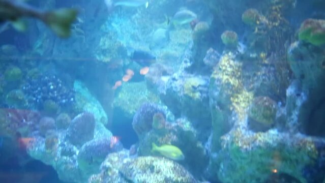 Beautiful fishes swim among rocks and corals in aquarium