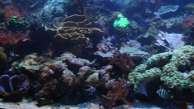 Tropical fishes swim among beautiful corals in big aquarium