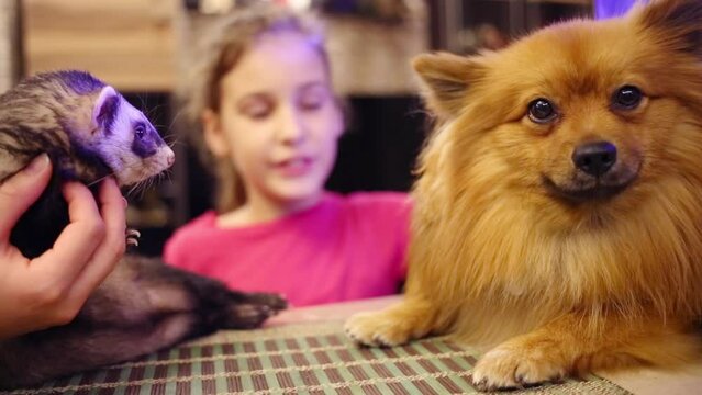Pretty girl sits with ferret and cute small german spitz in home. Focus on animals