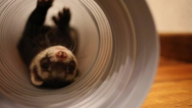 Close up portrait of funny ferret playing in pipe in home