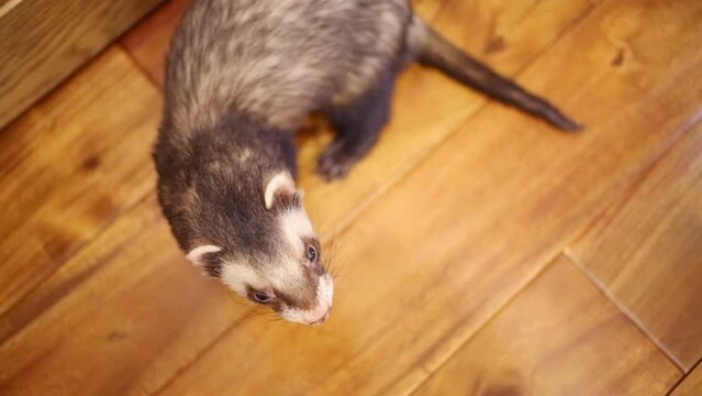 Top view of funny ferret running on floor in house