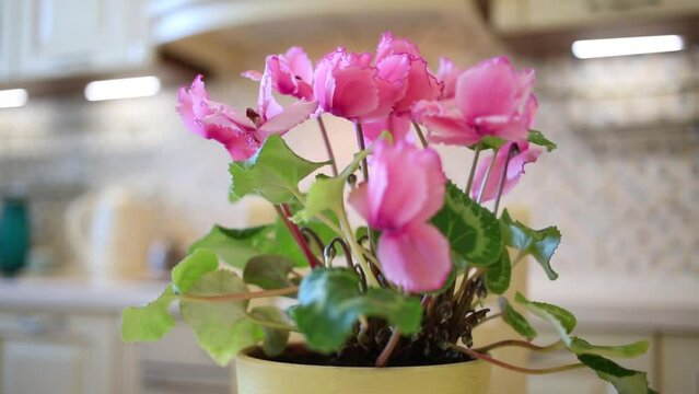 Pink cyclamen flower in plastic pot on table at kitchen.