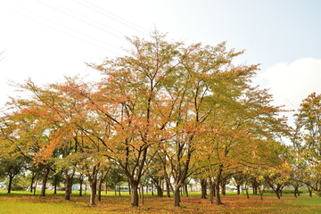 Fototapeta premium 秋の島見緑地公園（新潟県）