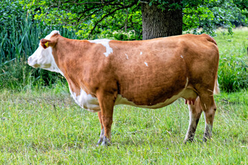 Cows in a pasture.