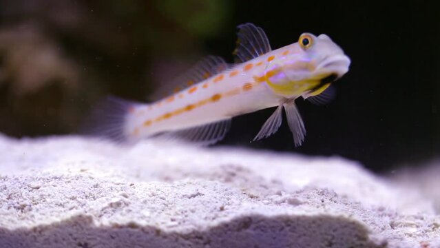 Speckled sandperch feeds at sand bottom of marine aquarium.