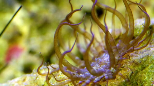 Tube anemone at side of coral in marine aquarium.