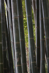 A majestic cluster of towering bamboo