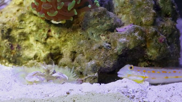 Speckled sandperch, crab and anemones at bottom of marine aquarium