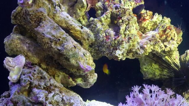 Different fishes and invertebrate animals at coral in aquarium.