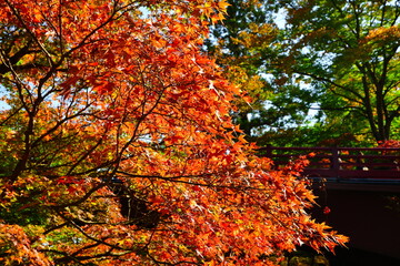 秋の弥彦もみじ谷（新潟県）