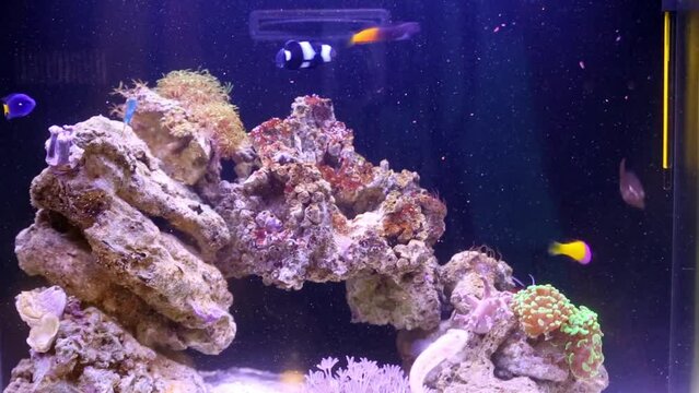 Fishes, anemones, shrimps on rock at bottom of marine aquarium.