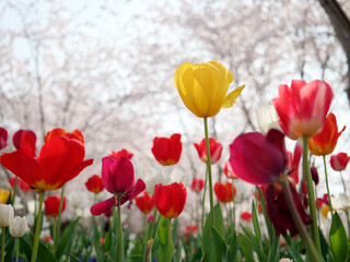 Fototapeta premium Group of colorful tulip flowers in tulip field at winter or spring day for postcard beauty decoration and agriculture concept design.