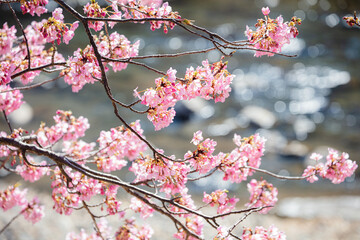 河津川沿いの河津桜