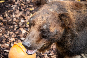 Tokyo, Japan, 31 October 2023: Bear Eating a Pumpkin at Ueno Zoo.