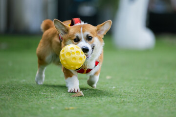Corgi puppy joyfully playing with a ball on green grass, showcasing the cute, happy, and playful side of this adorable canine companion