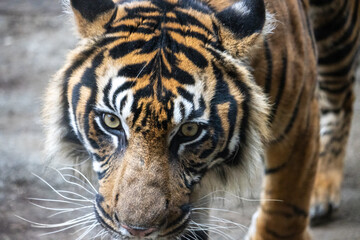 Tokyo, Japan, 31 October 2023: Close-Up of a Bengal Tiger at Ueno Zoo.