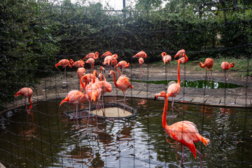 Tokyo, Japan, 31 October 2023: Flock of Flamingos at Ueno Zoo. - obrazy, fototapety, plakaty