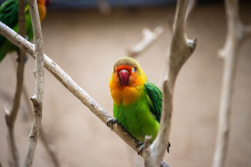 Tokyo, Japan, 31 October 2023: Lovebird Perching on a Branch at Ueno Zoo.