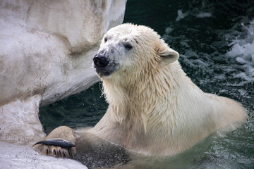 Tokyo, Japan, 31 October 2023: Polar Bear Swimming at Ueno Zoo. - obrazy, fototapety, plakaty