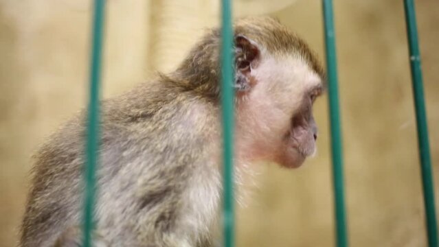 Funny little monkey behind green lattice in small zoo