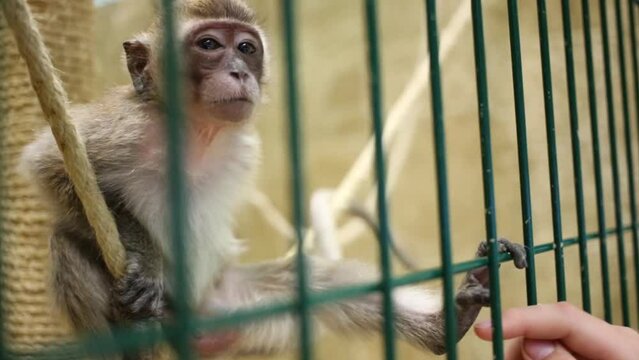 Funny little monkey in green cage and female hand in small zoo