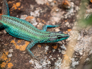 Lézard vert et bleu avec des tache blanche regardant l'objectif