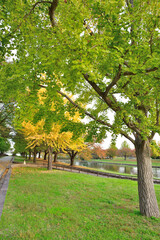 新潟県スポーツ公園の紅葉（新潟県）