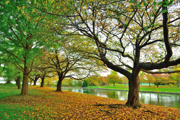 新潟県スポーツ公園の紅葉（新潟県）