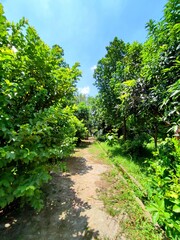 Fototapeta premium Forest pathway with green trees and leaves