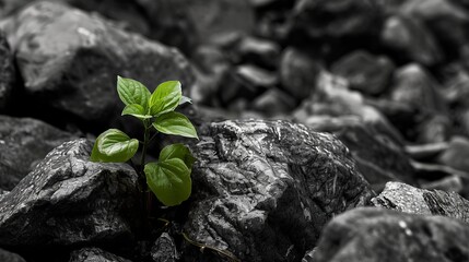 A small green sprout is making its way to grow among the stones