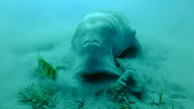Close up frontal portrait of Sea cow eating green sea grass on sandy sea-eater, Slow motion. Marine Sirenia, Dugong or Sea Cow (Dugong dugon)