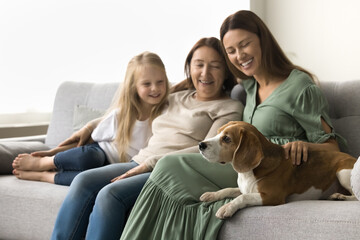 Cute adorable adult beagle dog resting on home sofa near women and girls of three female...