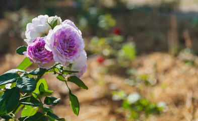 White and purple rose flower on blur background.