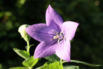 purple balloon flower isolated on nature background. close up of a purple flower