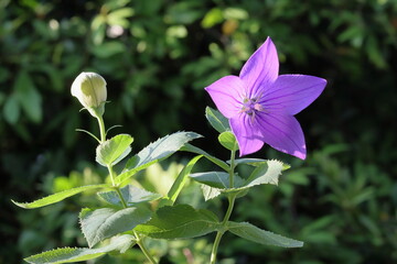 purple balloon flower isolated on nature background. close up of a purple flower