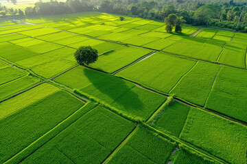 Aerial view of green rice field