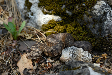 junge Kleinasiatische Bergotter // juvenile Ottoman viper (Montivipera xanthina) - Dalyan, Türkei