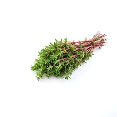 Thyme plant isolated on white background with shadow. Bunch of thyme. Thyme. Thymus plant. Aromatic herb of thyme