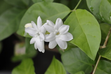 white flowers on the tree. White flower macro photo. Blooming white flowers close up picture
