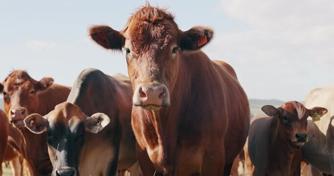 Sustainability, agriculture and cows on field, portrait of animals in countryside with mountains on farm. Nature, grass and group of cattle grazing on ranch with farming, land and morning blue sky.