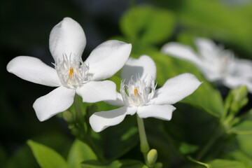white flowers on the tree. White flower macro photo. Blooming white flowers close up picture