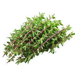 thyme png. thyme herb png. thymus plant isolated. aromatic plant of thyme png