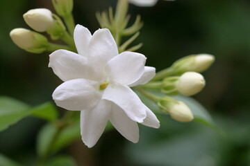 white flowers on the tree. White flower macro photo. Blooming white flowers close up picture