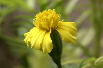 Blooming yellow flower close up picture